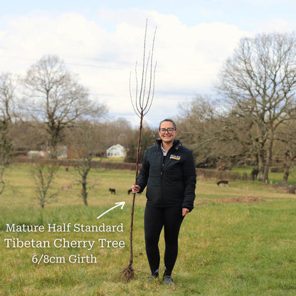 Half-Standard Bare Root Tree - 6/8cm Girth Trunk