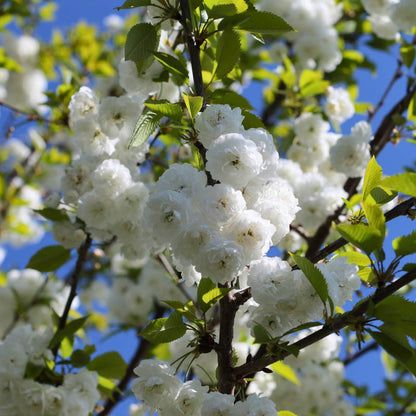 Single Stem Tibetan Cherry Tree | Prunus serrula Ornamental Trees