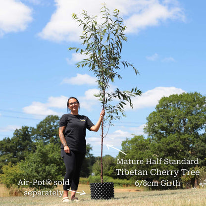 Single Stem Tibetan Cherry Tree | Prunus serrula Ornamental Trees