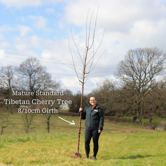 Standard Bare Root Tree - 8/10cm Girth Trunk