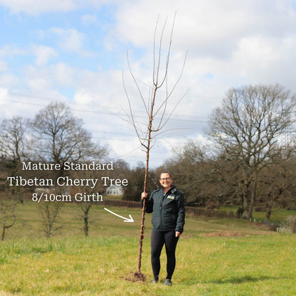 Standard Bare Root Tree - 8/10cm Girth Trunk