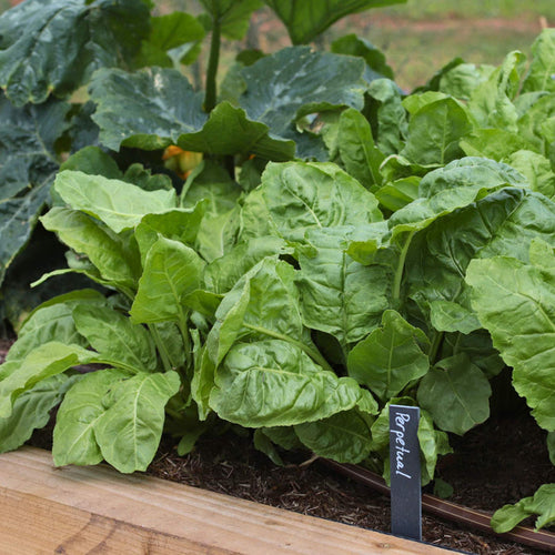 Spinach Plants Vegetables