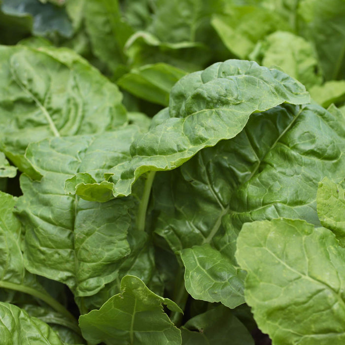 Spinach Plants Vegetables