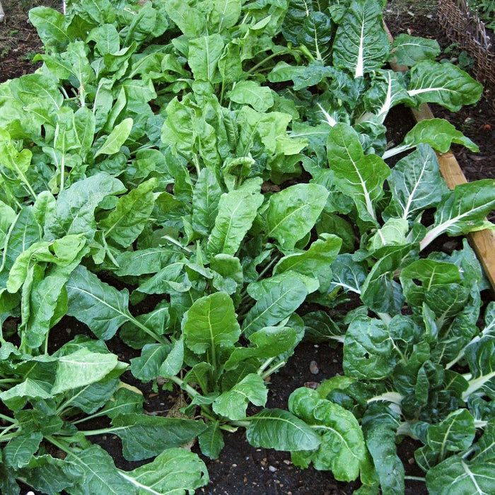 10 Organic 'Perpetual' Spinach Plants Vegetables