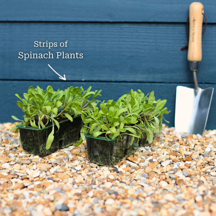 Spinach Plants Vegetables