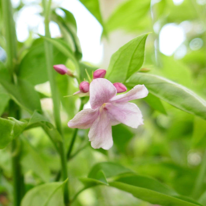 Stephan Jasmine | Jasminum x stephanense Climbing Plants