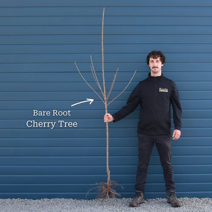 2 Year Old Bare Root Tree