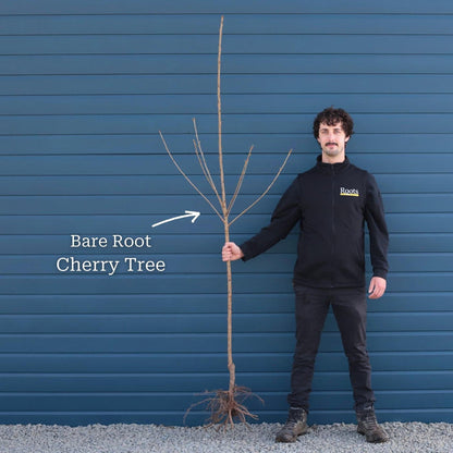 2 Year Old Bare Root Tree