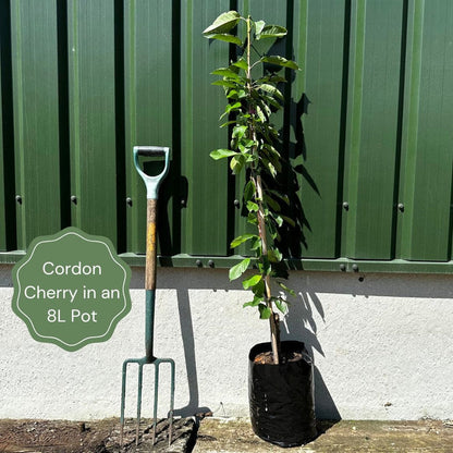 2 Year Old Cordon Trained Tree in a 9L Pot