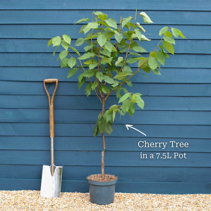 2 Year Old Tree in a 7.5L Pot