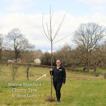Standard Bare Root Tree - 8/10cm Girth Trunk