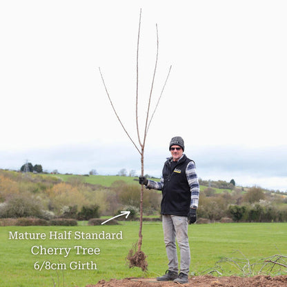 Half-Standard Bare Root Tree - 6/8cm Girth Trunk