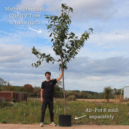 Standard Air-Pot® Grown Tree - 8/10cm Girth Trunk