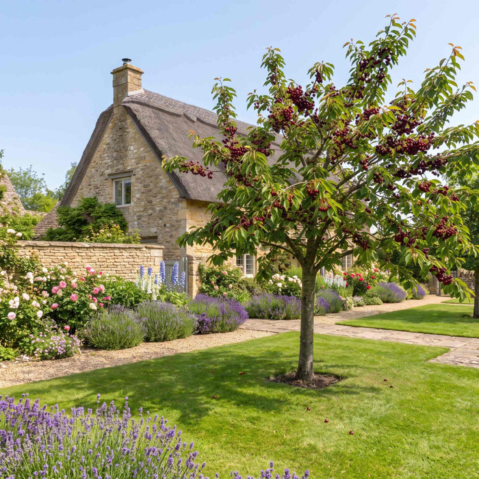 'Sunburst' Cherry Tree Fruit Trees