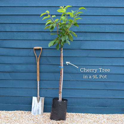 'Morello' Cherry Tree Fruit Trees