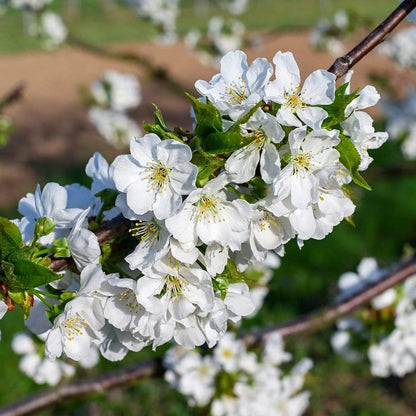 Sunburst Cherry Tree Fruit Trees