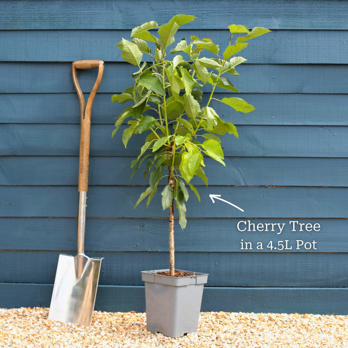 'Stella' Cherry Tree Fruit Trees
