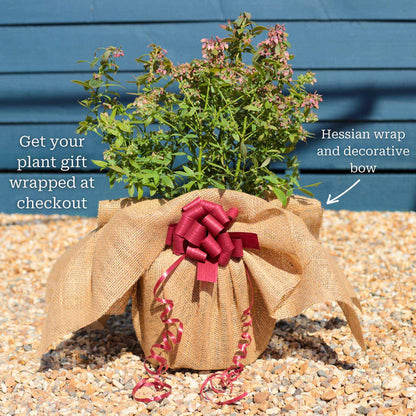'Sunshine Blue' Evergreen Blueberry Bush Soft Fruit
