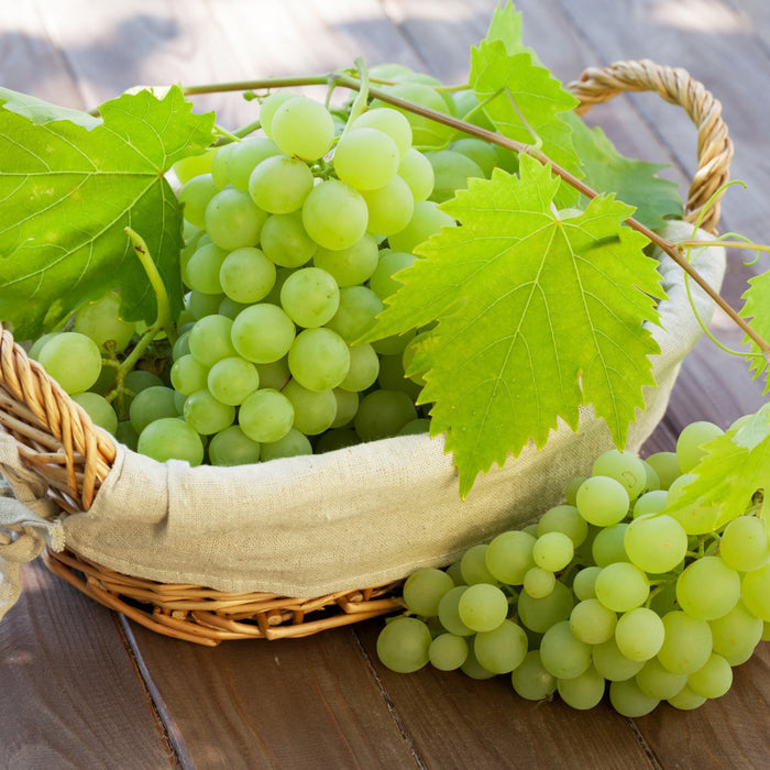 'Superior Seedless' Outdoor Grape Vine Soft Fruit