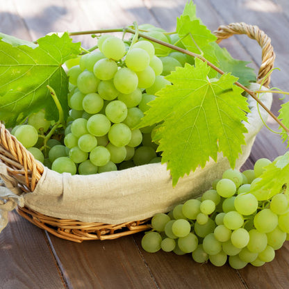 'Superior Seedless' Outdoor Grape Vine Soft Fruit