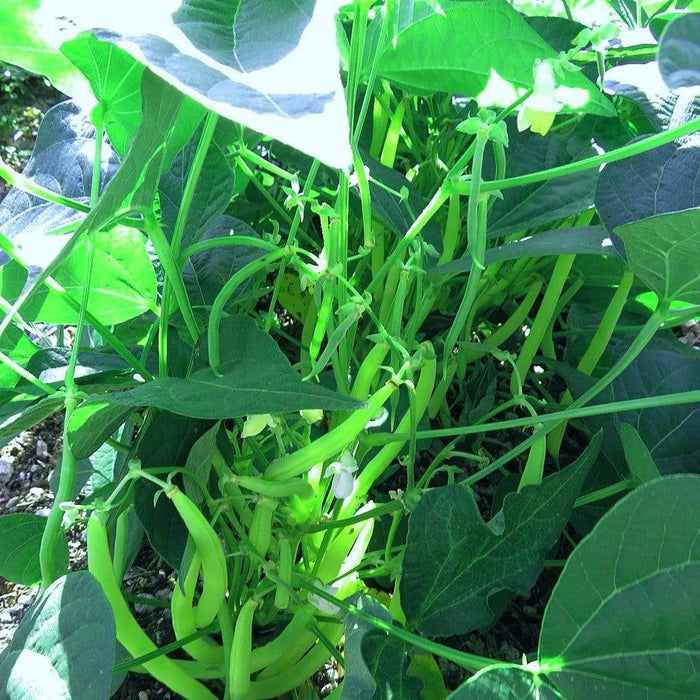 10 Organic 'Tendergreen' Dwarf French Green Bean Plants Vegetables
