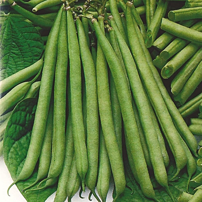 10 Organic 'Tendergreen' Dwarf French Green Bean Plants Vegetables