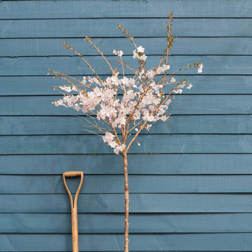 'The Bride' Cherry Blossom Tree | Prunus incisa Ornamental Trees