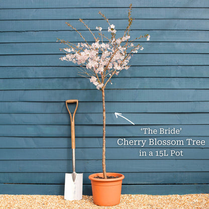 'The Bride' Cherry Blossom Tree | Prunus incisa Ornamental Trees