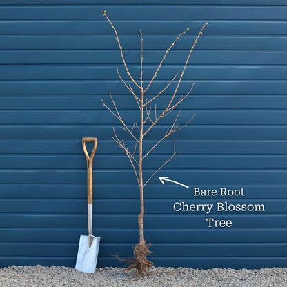 'Pink Perfection' Cherry Blossom Tree Ornamental Trees