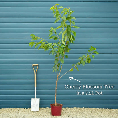 'Pink Perfection' Cherry Blossom Tree Ornamental Trees