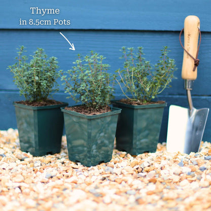 Thyme Plants Vegetables