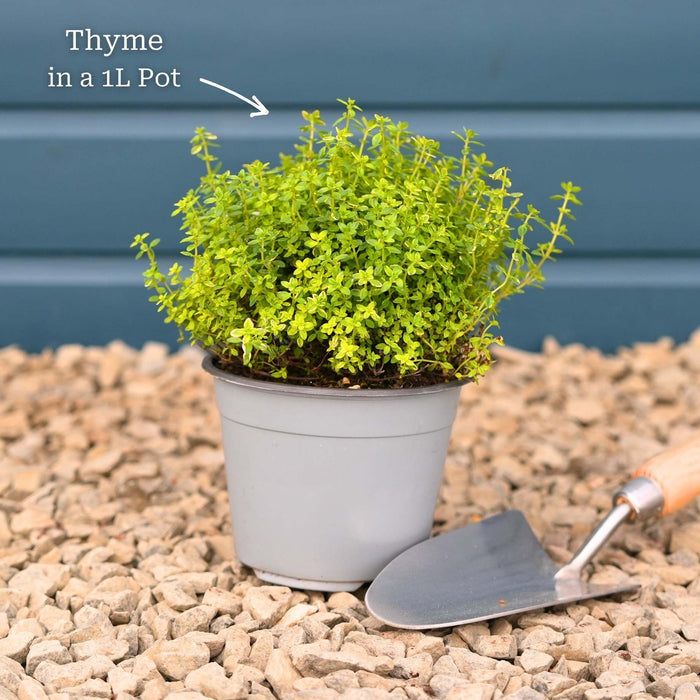 Thyme Plants Vegetables
