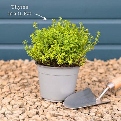 Thyme Plants Vegetables