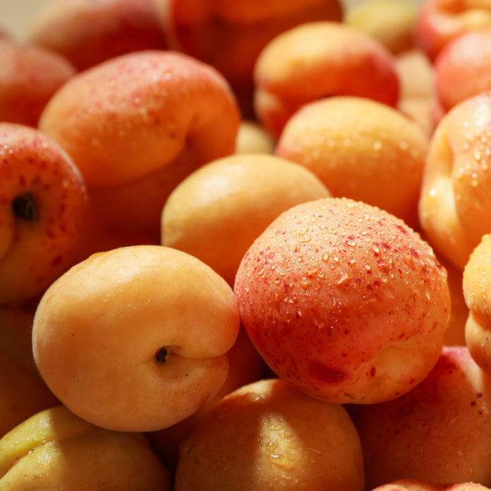 'Tomcot'® Apricot Tree Fruit Trees