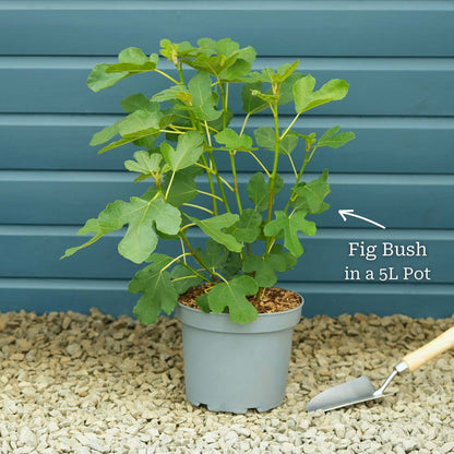 Bush in a 5L Pot