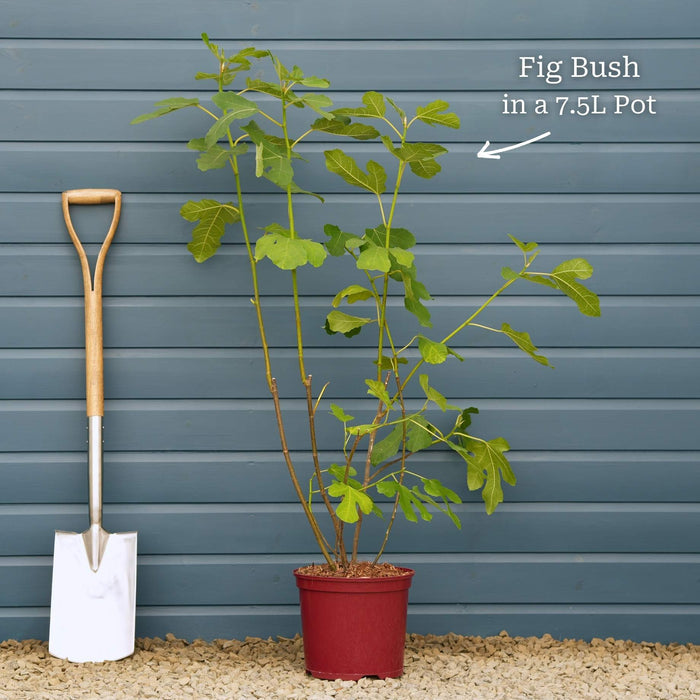 Bush in a 7.5L Pot