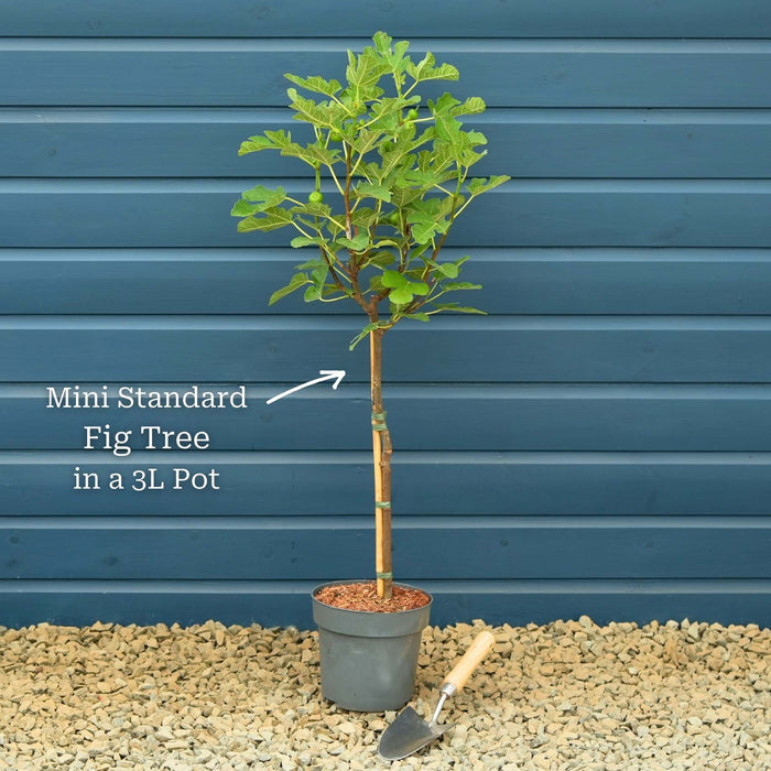 Mini Standard Tree in a 3L Pot