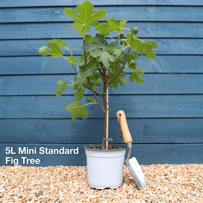 Mini Standard Tree in a 5L Pot