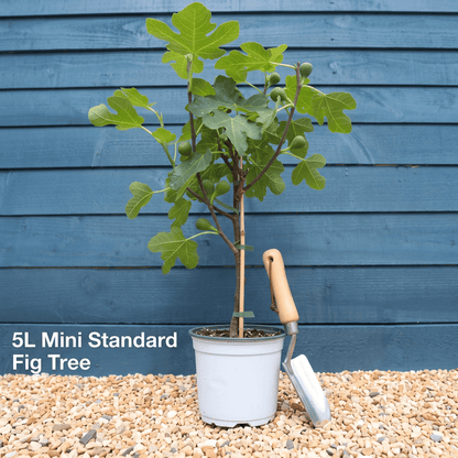Mini Standard Tree in a 5L Pot