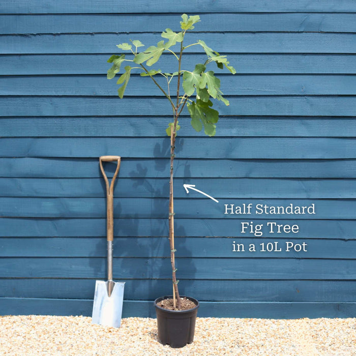 Half Standard Tree in a 10L Pot