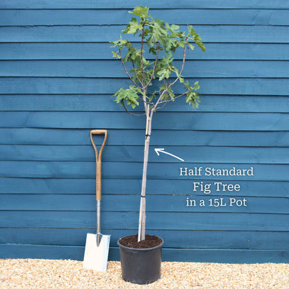 Mature Half Standard Tree in a 15L Pot