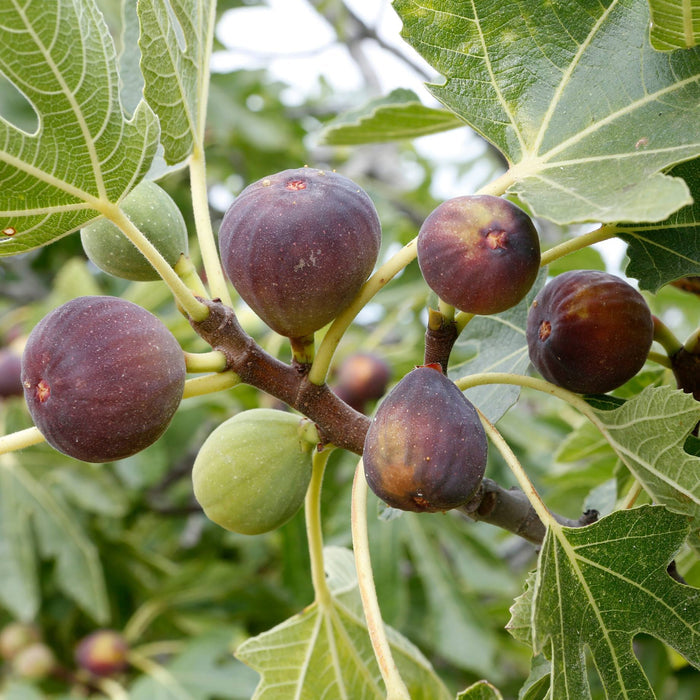 UK Hardy Fig Tree | 'Brown Turkey' Mediterranean Fruit Trees
