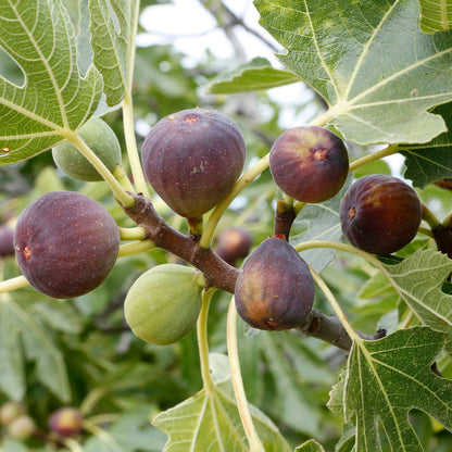 UK Hardy Fig Tree | 'Brown Turkey' Mediterranean Fruit Trees
