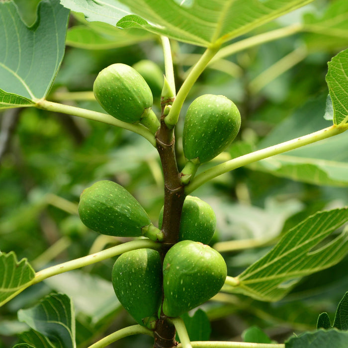 UK Hardy Fig Tree | 'Brown Turkey' Mediterranean Fruit Trees