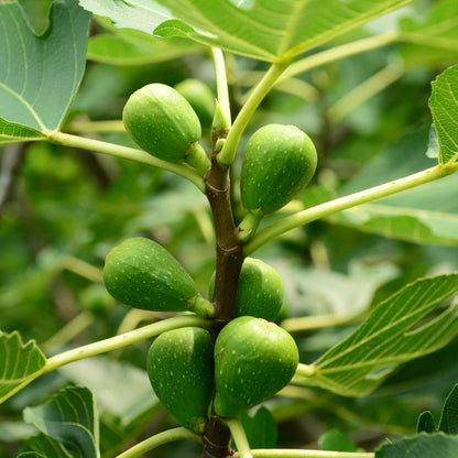 UK Hardy Fig Tree | 'Brown Turkey' Mediterranean Fruit Trees