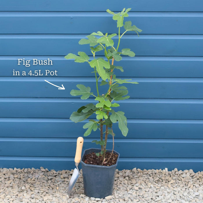 Bush in a 4.5L Pot
