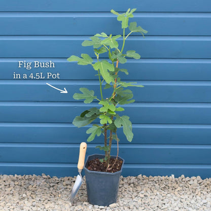 Bush in a 4.5L Pot