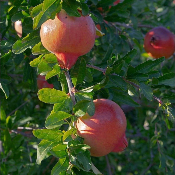 Pomegranate Bush Soft Fruit
