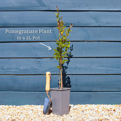 UK Hardy Pomegranate Bush Soft Fruit