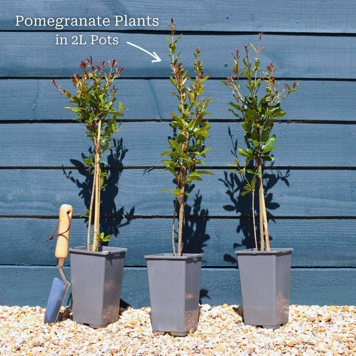 UK Hardy Pomegranate Bush Soft Fruit